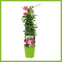 Bild von Kp19 Sundaville Piramide Pink